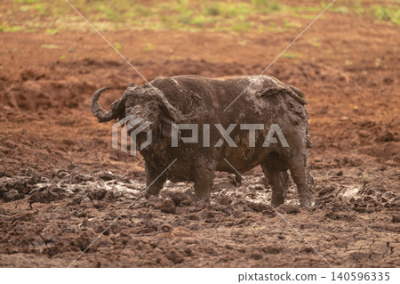 Cape buffalo stands in mud eyeing camera 140596335