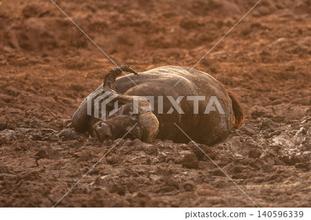Cape buffalo stands rolling over in mud 140596339