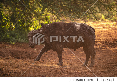 Cape buffalo stands shaking mud from head Cape buffalo stands shaking mud from head 140596341