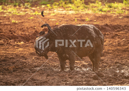 Cape buffalo stands shaking mud off horns Cape buffalo stands shaking mud off horns 140596343