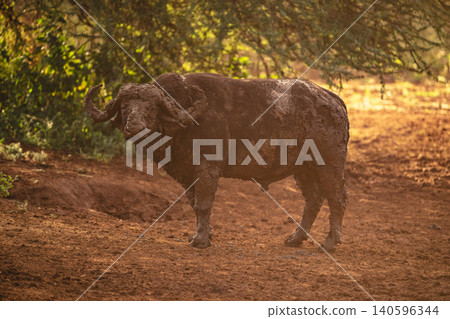 Cape buffalo stands staring covered in mud Cape buffalo stands staring covered in mud 140596344