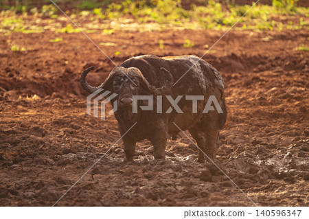 Cape buffalo stands watching camera from mud Cape buffalo stands watching camera from mud 140596347
