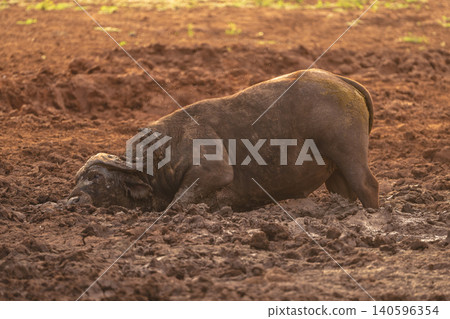 Cape buffalo wallows in waterhole in mud Cape buffalo wallows in waterhole in mud 140596354