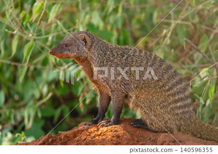 Close-up of banded mongoose on earth mound Close-up of banded mongoose on earth mound 140596355