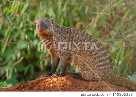 Close-up of banded mongoose sitting on mound 140596356