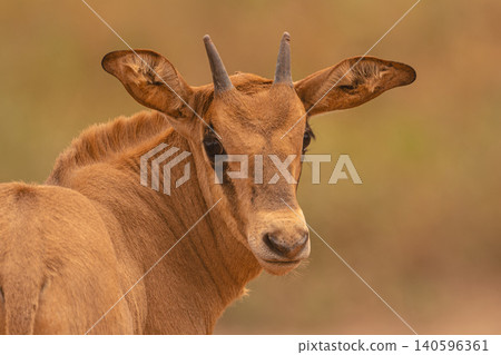 Close-up of fringe-eared oryx calf turning round Close-up of fringe-eared oryx calf turning round 140596361