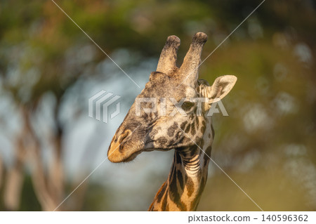 Close-up of male Masai giraffe eyeing camera Close-up of male Masai giraffe eyeing camera 140596362