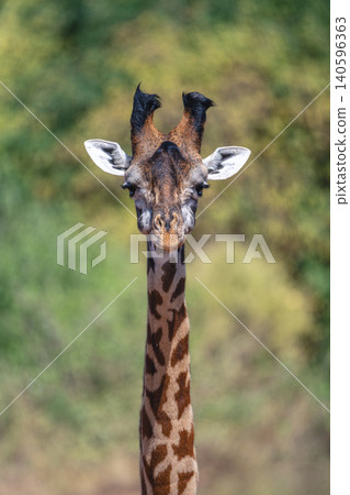 Close-up of male Masai giraffe facing camera Close-up of male Masai giraffe facing camera 140596363