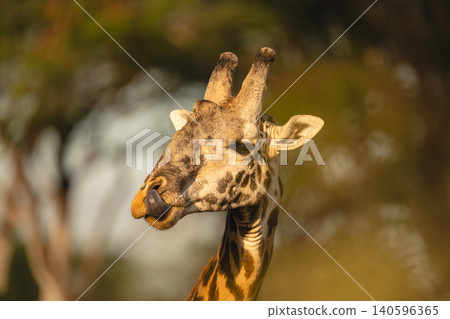 Close-up of male Masai giraffe licking nose Close-up of male Masai giraffe licking nose 140596365