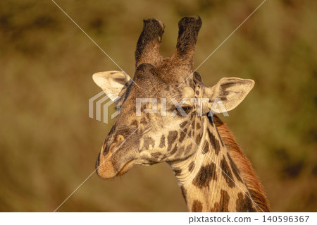 Close-up of male Masai giraffe looking down Close-up of male Masai giraffe looking down 140596367