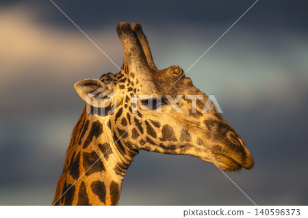 Close-up of Masai giraffe head from side Close-up of Masai giraffe head from side 140596373