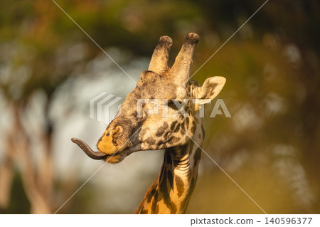 Close-up of Masai giraffe poking out tongue Close-up of Masai giraffe poking out tongue 140596377