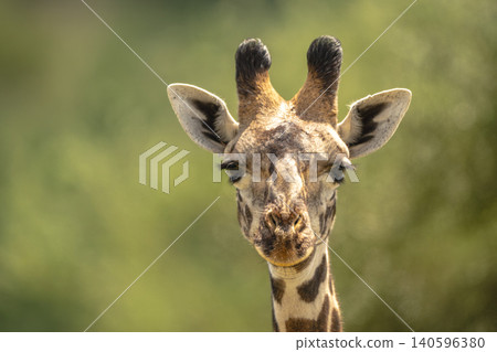 Close-up of Masai giraffe staring towards camera 140596380