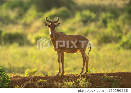 Coke hartebeest stands sidelit on earth bank Coke hartebeest stands sidelit on earth bank 140596388