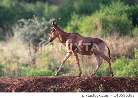 Coke hartebeest with catchlight crosses earth bank Coke hartebeest with catchlight crosses earth bank 140596392