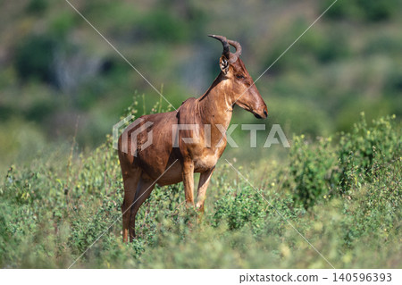 Coke hartebeest with catchlight stands on slope Coke hartebeest with catchlight stands on slope 140596393