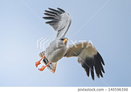 Eastern chanting goshawk banks at an angle Eastern chanting goshawk banks at an angle 140596398