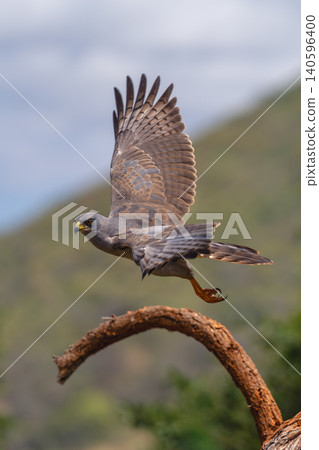 Eastern chanting goshawk flies away from log Eastern chanting goshawk flies away from log 140596400