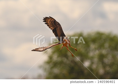 Eastern chanting goshawk flies away from tree Eastern chanting goshawk flies away from tree 140596401