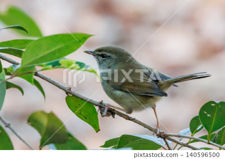 鳴鳥宣告了春天的到來，但儘管有熟悉的聲音卻沒有出現 140596500