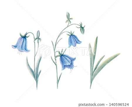 Hand drawn watercolor bellflowers and leaves isolated collection. Blue meadow flowers in soft pastel tones. Botanical illustration for stationery, fabric, packaging, invitations, cards, loral branding Hand drawn watercolor bellflowers and leaves isolated collection. Blue meadow flowers in soft pastel tones. Botanical illustration for stationery, fabric, packaging, invitations, cards, loral branding 140596524