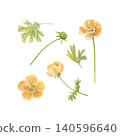 Hand drawn watercolor buttercup and leaves isolated illustration. Delicate botanical clipart with yellow meadow flowers for fabric, stationery design, packaging, invitations and floral branding.  140596640