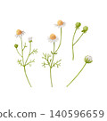 Hand drawn watercolor chamomile flowers and buds isolated collection. Delicate botanical meadow elements for herbal and tea packaging, cosmetics, wellness branding, stationery and floral designs. 140596659