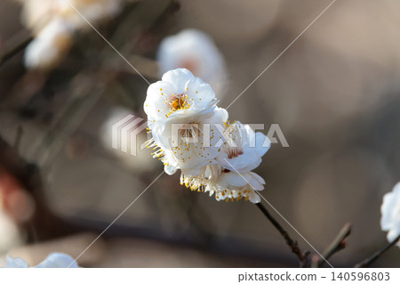 Ume, a flower that heralds spring 140596803