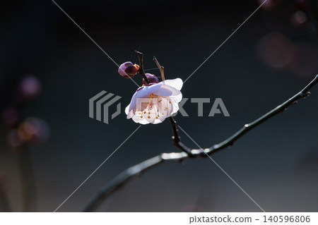 Ume, a flower that heralds spring Ume, a flower that heralds spring 140596806