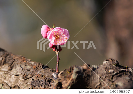 Ume, a flower that heralds spring 140596807