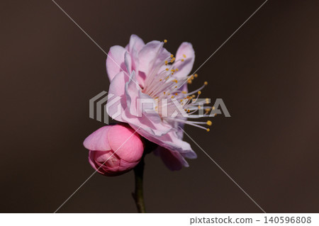 Ume, a flower that heralds spring Ume, a flower that heralds spring 140596808