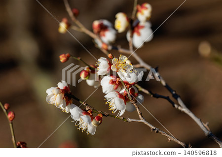 梅,預示著春天的花朵 梅,預示著春天的花朵 140596818