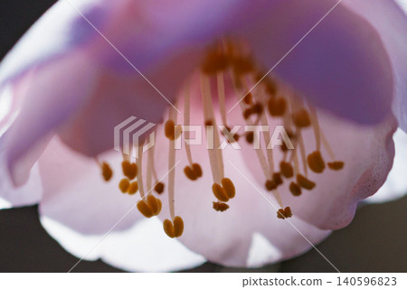 梅,預示著春天的花朵 梅,預示著春天的花朵 140596823