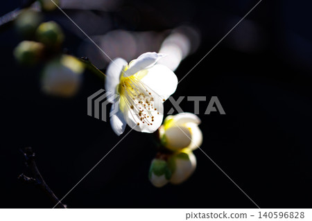 Ume, a flower that heralds spring 140596828