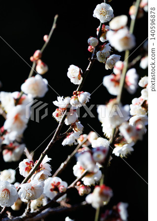 Ume, a flower that heralds spring 140596878