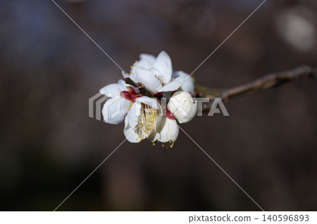 梅,預示著春天的花朵 梅,預示著春天的花朵 140596893