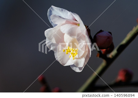 Ume, a flower that heralds spring Ume, a flower that heralds spring 140596894