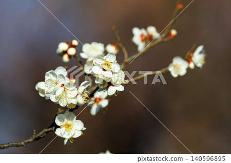 梅，預示著春天的花朵 140596895
