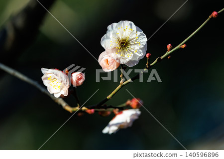 Ume, a flower that heralds spring Ume, a flower that heralds spring 140596896