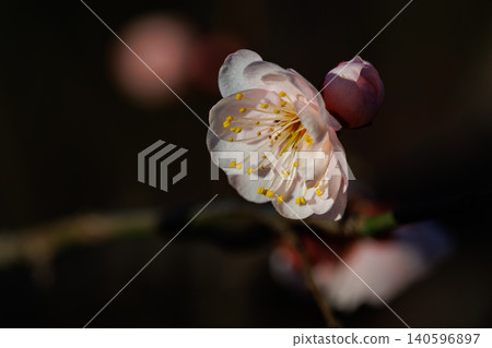 梅,預示著春天的花朵 梅,預示著春天的花朵 140596897