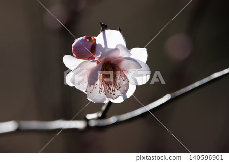 Ume, a flower that heralds spring 140596901
