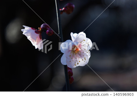 Ume, a flower that heralds spring 140596903