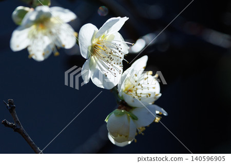 Ume, a flower that heralds spring 140596905