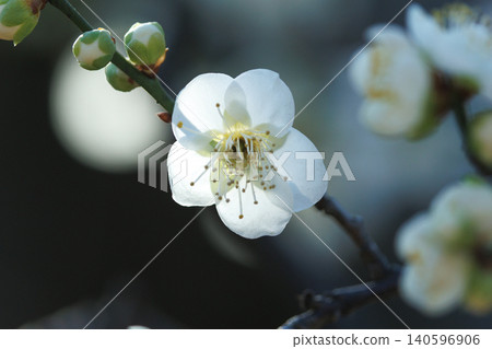 Ume, a flower that heralds spring Ume, a flower that heralds spring 140596906