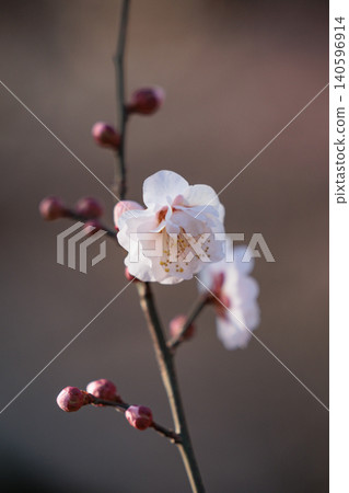Ume, a flower that heralds spring 140596914
