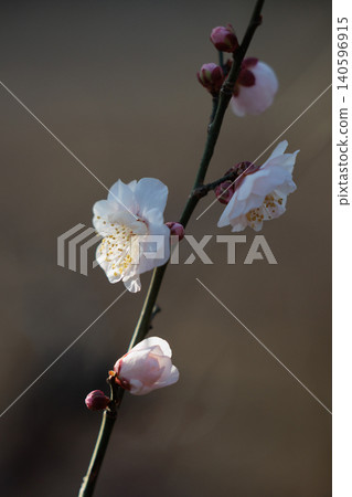 Ume, a flower that heralds spring Ume, a flower that heralds spring 140596915
