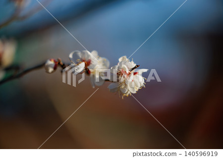 Ume, a flower that heralds spring Ume, a flower that heralds spring 140596919