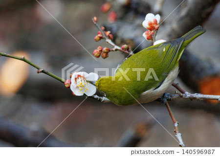 White-eye on plums that are mistaken for bush warblers White-eye on plums that are mistaken for bush warblers 140596987