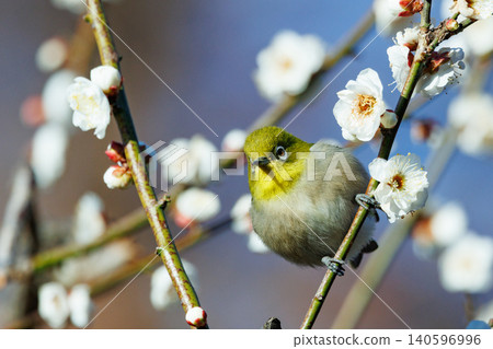 White-eye on plums that are mistaken for bush warblers White-eye on plums that are mistaken for bush warblers 140596996