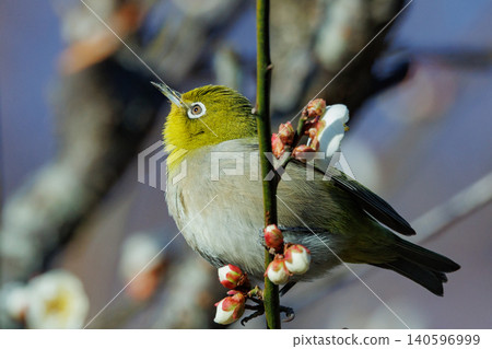 White-eye on plums that are mistaken for bush warblers White-eye on plums that are mistaken for bush warblers 140596999